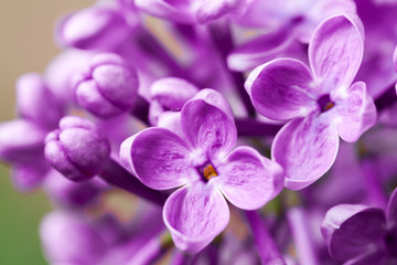 Macro image of spring lilac violet flowers