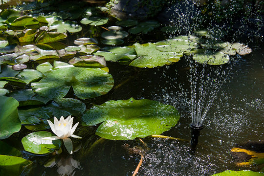 small pool with water lily