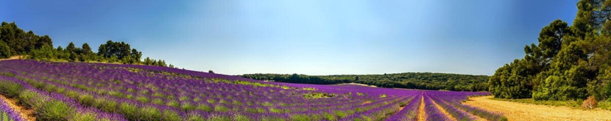 Lavender field panoramic view in Provence, France