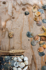 still life of shells and starfish