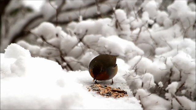 Vogel Rotkehlchen pickt Winterfutter im Schnee
