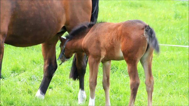 Pferd Fohlen Stutfohlen s&auml;ugt Stute auf gr&uuml;ner Wiese
