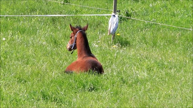 Fohlen Stutfohlen braun liegt auf gr&uuml;ner Weide im Gras
