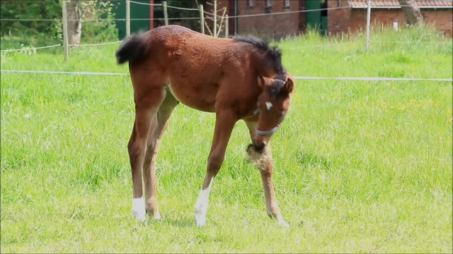 Fohlen Stutfohlen braun beim abgrasen auf der Weide
