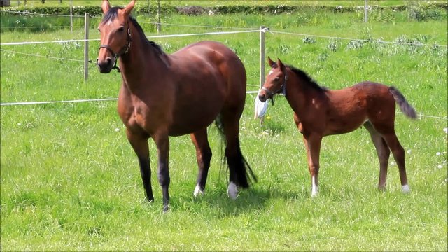 Pferd Fohlen Stutfohlen und Mutter Stute auf gr&uuml;ner Weide
 