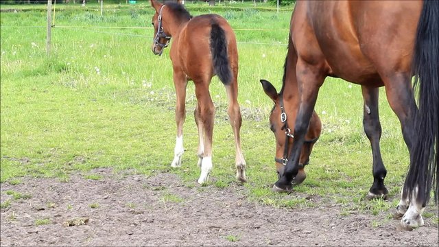 Pferd Fohlen Stutfohlen und Mutter Stute auf gr&uuml;ner Weide
