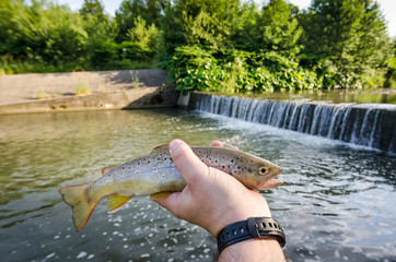 Brown trout in anglers hand