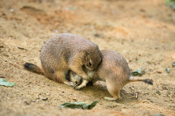 Adult prairie dogs play fighting