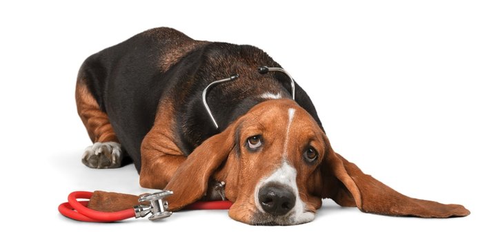 Dog, Sadness, Basset Hound.