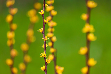 Branch of berberis with flowers