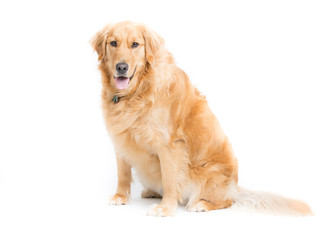 a 2 year old purebread golden retriever sits on a white background and looks at camera with mouth open and tongue hanging out