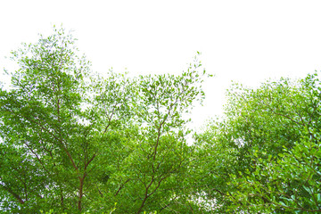 Fototapeta premium Green forest with sunlight