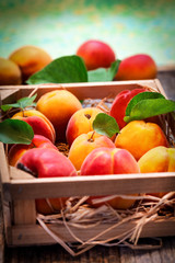 Organic Apricot