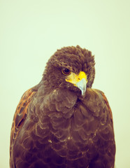 Golden Eagle ( Filtered image processed vintage effect. )