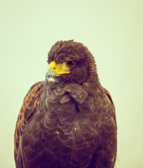 Golden Eagle ( Filtered image processed vintage effect. )
