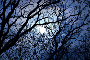 stormy sky and the full moon seen through the bare branches of t