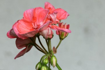 Fototapeta premium Pelargonium