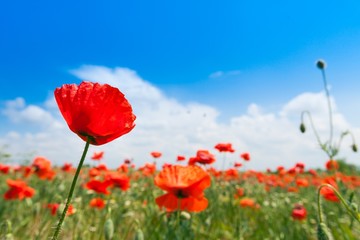 Poppy, Flower, Field.