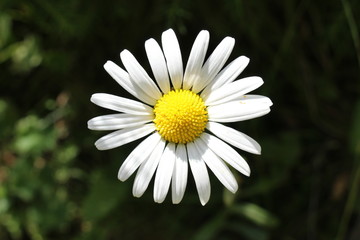 Fototapeta premium Yellow and white English Daisy (or Common Daisy, Lawn Daisy, Bruisewort, Woundwort) in Soelden, Tirol, Austria. Their scientific name is Bellis Perennis, native to Europe.