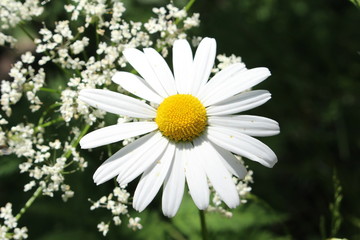 Yellow and white English Daisy (or Common Daisy, Lawn Daisy, Bruisewort, Woundwort) in Soelden, Tirol, Austria. Their scientific name is Bellis Perennis, native to Europe.