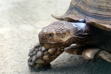 portrait of a big turtle