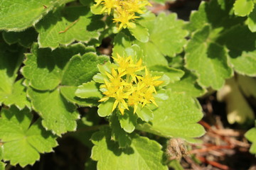 Yellow "Russian Stonecrop"  flowers in Innsbruck, Austria. Their scientific name is Sedum Kamtschaticum, native from Ural mountains to Mongolia. (See my other flowers)