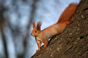 squirrel on the tree in the sunlight