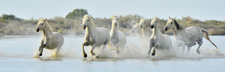 Fototapeta premium Herd of White Camargue horses running through water