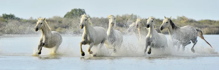Gordijnen Kudde Witte Camargue-paarden die door het water rennen © Uryadnikov Sergey