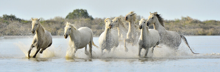 Kudde Witte Camargue-paarden die door het water rennen