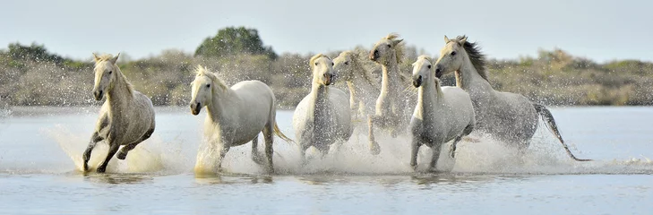 Fototapeten Herde weißer Camargue-Pferde, die durch Wasser laufen © Uryadnikov Sergey