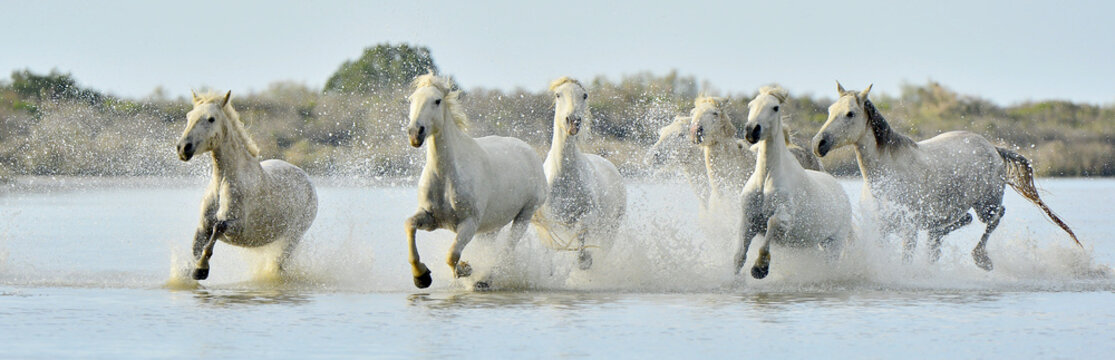 Herd Of White Camargue Horses Running Through Water