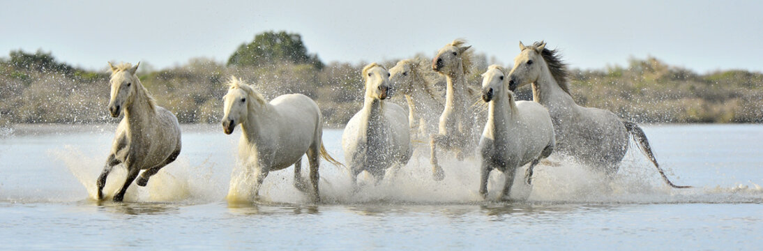 Fototapeta Herd of White Camargue horses running through water