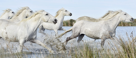 Fototapeta na wymiar Herd of White Camargue horses running through water