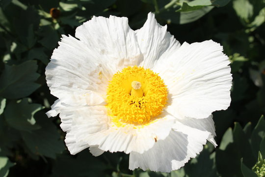 Yellow and white "Californian Tree Poppy" (or Coulters Matilija Poppy) flower in Innsbruck, Austria. Its scientific name is Romneya Coulteri, native to California, USA. (See my other flowers)