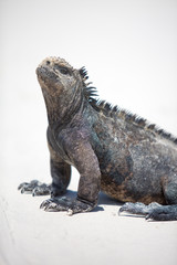 Marine iguana in the Galapagos islands