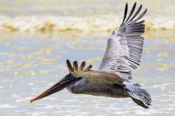 Pelican flying over the beach in Galapagos