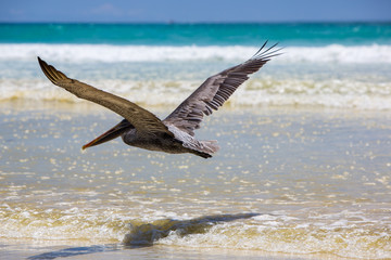 Fototapeta na wymiar Pelican flying over the beach in Galapagos