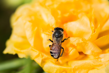 bee on fresh flower beautiful colorful portulaca oleracea in mor