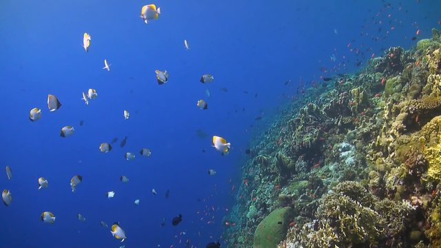 Edge of a colorful coral reef with plenty fish