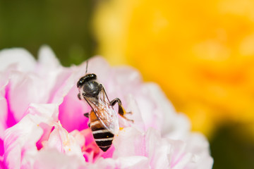bee on fresh flower beautiful colorful portulaca oleracea in mor