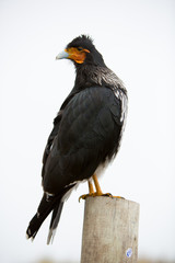 Curiquinge andean bird in Cotopaxi National Park in Ecuador