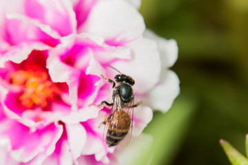 bee on fresh flower beautiful colorful portulaca oleracea in mor