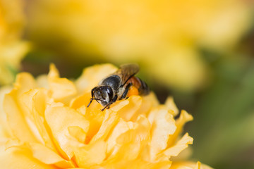 bee on fresh flower beautiful colorful portulaca oleracea in mor