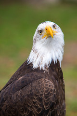 Closeup of an American Bald Eagle in Ecuador