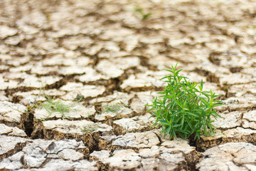 Weeds grow isolated Cracked