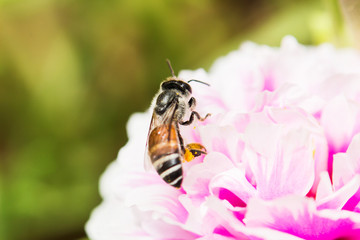 bee on fresh flower beautiful colorful portulaca oleracea in mor