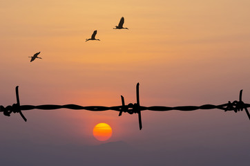 Silhouette of Barbed wire and birds