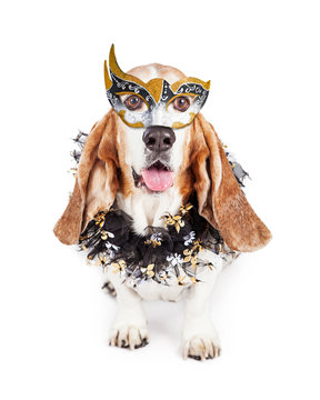 Funny Mardi Gras Dog