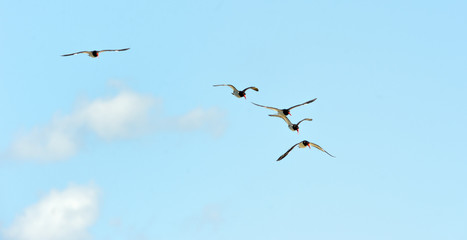 American oystercatchers showing range of wing motion in flight

